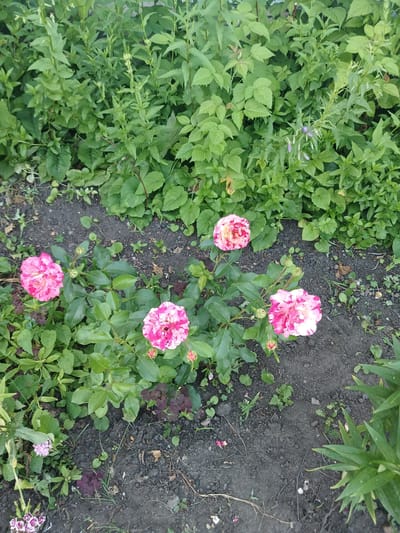 A high-angle, outdoor, eye-level shot shows a patch of ground with several blooming roses and surrounding greenery. The roses are a vibrant pink and white, with full, ruffled petals. They are clustered together in the lower half of the frame. Behind the roses, a dense area of green foliage fills the upper half and extends to the edges of the image. The ground is dark and appears to be soil, with some scattered leaves and small stones. The scene depicts a garden setting in Chik, Russia.