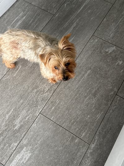 A small, tan-colored dog with long fur is lying on a gray, tile floor with a diagonal pattern. The dog is positioned in the lower left corner of the frame, looking upwards. The tile floor covers the majority of the image. The location is Aveley, United Kingdom.