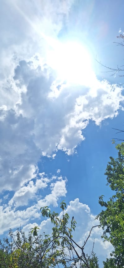 A vertical, medium-shot, outdoor photograph captures a bright, sunny sky in Pirdop, Bulgaria. The sun is positioned in the upper left quadrant, its rays beaming down and creating a lens flare effect. Fluffy white clouds are scattered across the bright blue sky. In the foreground, the branches of two trees with green leaves are visible at the bottom and right edges of the frame. The tree on the left is closer and appears to be a fruit tree with some small fruits still attached to its branches. The tree on the right is fully leafed out and larger. The overall impression is one of a clear, pleasant day.