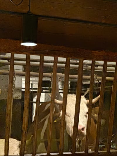 A cow with white and brown markings peers through a wooden slat fence in a dimly lit barn. Chains hang from the top of the fence. A lamp with a bright light is mounted on the wooden structure to the left. The cow has horns, and part of its body can be seen extending down behind the head.