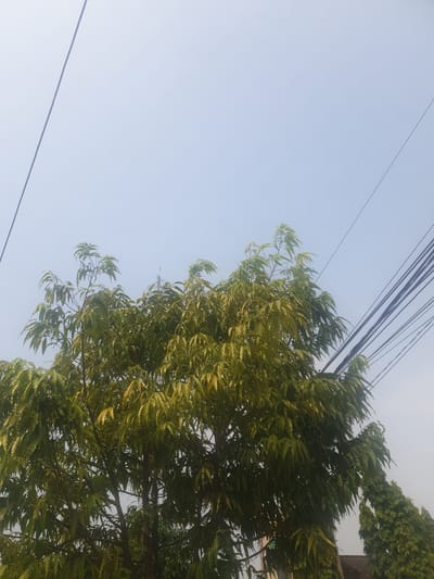 The image depicts a tree with lush green and yellow foliage, set against a hazy, pale blue sky. Several dark power lines crisscross the upper portion of the frame. To the right of the main tree, two conical evergreen trees are visible, with the one in the foreground taller than the one behind it. The scene appears to be an outdoor environment, possibly in a residential or semi-urban area, given the presence of power lines and what appears to be a building roof in the lower right corner. There are no people or animals visible in the image. The lighting suggests it is daytime, with a diffused light source, possibly indicating overcast conditions or early morning/late afternoon.