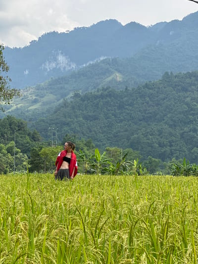 This image captures a serene landscape in Ngọc Đường Commune, Vietnam, featuring a young woman amidst a verdant rice field with a majestic mountain range as a backdrop. The woman, with her hair tied back, is seen from the side, wearing a black sports bra and dark shorts, with a red jacket draped over her shoulders. She stands near the edge of the expansive rice paddy, looking down intently at the green and golden-hued rice stalks, which appear mature and heavy with grains.
The foreground is dominated by the rice field, stretching towards a line of dense, tropical vegetation including banana plants. Behind this, a vast expanse of lush, forest-covered mountains rises, creating multiple layers of blue-green tones that fade into the distance. The sky above the mountains is bright with clear patches and soft, wispy clouds, suggesting a pleasant, sunny day, likely late morning or early afternoon. A few utility poles are visible in the mid-ground, indicating a touch of human presence within the natural environment. The scene conveys a sense of peaceful observation and connection with nature in a beautiful rural setting. No text is visible in the image.