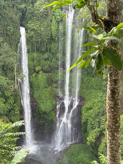 The image displays a multi-tiered waterfall system located in Sekumpul, Indonesia. Two primary cascades descend vertically through a densely vegetated, mountainous environment. The left cascade presents as a broad, uninterrupted sheet of water. The right cascade comprises multiple narrower streams of varying widths that converge towards the base. All water streams plunge into a pool at the bottom, generating visible mist that rises from the impact zone. The rock faces and surrounding terrain are entirely covered in lush, vibrant green tropical foliage, including various types of ferns, vines, and broadleaf plants. A prominent tree trunk with rough, light-colored bark is positioned in the foreground on the right side of the frame, with green leaves and branches extending into the middle ground, partially obscuring the waterfalls behind. The lighting is diffused and consistent, suggesting an overcast day or shaded forest conditions. There are no discernible human figures, animals, or man-made structures present.