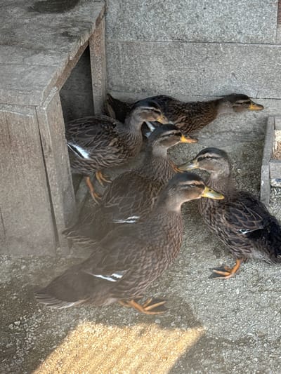 The image shows a group of six mallard ducks gathered in a sheltered area. The ducks are primarily brown and black with white markings on their wings and chest. They are standing on a gravelly surface, and behind them is a weathered wooden structure with an opening, possibly a duck house or shelter. The background consists of textured grey stone blocks. Sunlight casts shadows on the ground, indicating an outdoor setting. The scene appears to be in a rural or semi-rural area, though no specific city in Russia is identifiable from the visual information provided.