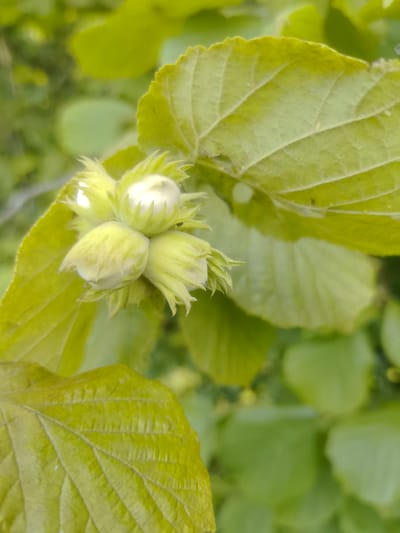 A cluster of unripe hazelnuts, encased in their green husks, hangs from a branch, surrounded by large, veined green leaves. The background consists of more blurred green foliage, suggesting an outdoor natural setting. The image is a close-up shot, focusing on the details of the hazelnut cluster and surrounding leaves. The location is specified as Kashino, Russia, though the image itself provides no direct visual cues to confirm this specific location.