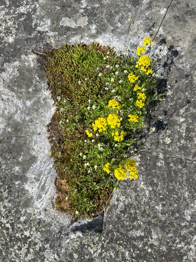 A patch of vegetation, primarily consisting of moss and flowering plants, grows in a rectangular depression within a gray stone surface. The flowers are a mix of small white blossoms and clusters of bright yellow flowers. The location is Rautalakhti, Russia.