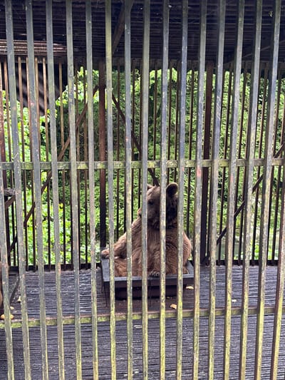 The image depicts a brown bear, partially visible through a rusty, moss-covered metal cage. The bear's head, shoulder, and front paws are visible between the bars, with green foliage blurred in the background. The location is Tsabal, Abkhazia, based on the provided information.
