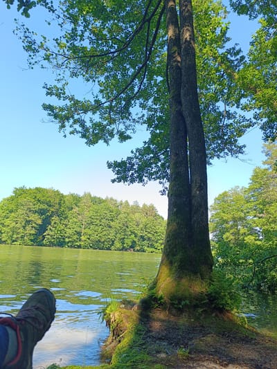 The image depicts a serene natural scene, likely from the vicinity of Olsztyn, Poland, given the context provided. In the foreground, a person's right foot, clad in a hiking boot, rests on the ground, suggesting a moment of relaxation or pause in an outdoor activity. The boot is dark gray with red lacing and accents.
The immediate environment features a grassy bank sloping down to a body of water. A large, mature tree with two intertwined trunks dominates the right side of the frame. The tree's bark is rough and textured, with moss growing on its base and lower trunk, indicating a humid and established environment. Lush green ferns and smaller plants sprout around the tree's roots.
The body of water is a calm, greenish-blue lake or river, its surface gently rippled by a light breeze, reflecting the clear blue sky and the surrounding greenery. In the background, a dense line of mature deciduous trees forms a verdant wall along the opposite shore, their leaves a vibrant green under the bright sunlight. The sky above is a clear, cloudless blue, enhancing the feeling of a beautiful, sunny day.
The overall impression is one of peaceful natural beauty, a quiet spot enjoyed by the viewer, possibly on a hiking trail or a scenic overlook near Olsztyn.