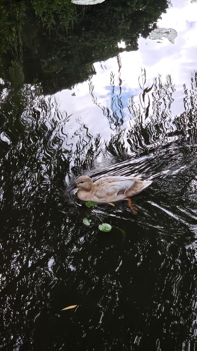 A light brown and white duck swims in dark, rippling water near the shore, where green lily pads float. The water reflects the sky, clouds, and trees, creating a distorted, abstract pattern on the surface. The scene appears to be a natural body of water, possibly a pond or slow-moving river, with vegetation lining the banks. It is a serene and tranquil outdoor setting.