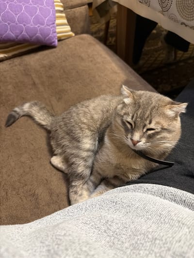 A gray tabby cat is sleeping on a brown couch, with a gray blanket or piece of clothing partially covering it. The cat is curled up and has its eyes closed. A purple pillow with a heart pattern is visible in the lower left corner of the frame. The setting appears to be indoors, possibly a home. The location is Novxanı, Azerbaijan.