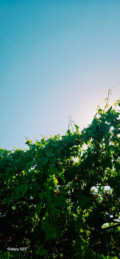 This is a low-angle, vertical shot of lush green grapevines against a bright, clear blue sky. The sun is visible behind the leaves, creating a lens flare effect and casting dappled light. The foreground is dominated by the dense foliage of the grapevines, with some leaves illuminated by the sunlight and others in shadow. Tendrils of the vines hang down, adding to the organic texture of the scene. The bottom left corner of the image features the text "Galaxy S23". The image appears to be taken outdoors in a sunny environment, possibly a vineyard or garden. While the image itself does not provide specific location markers, the prompt specifies the location as Зафар, Tajikistan.