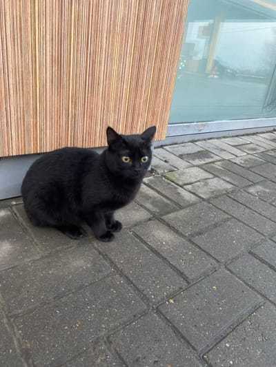 A black cat sits on a gray brick sidewalk, positioned near a window with a striped wooden frame below. The cat gazes upward with wide, yellow eyes, its ears perked in an attentive pose. The sidewalk bricks extend diagonally in the frame, slightly damp in appearance. The scene is shot from a high angle, accentuating the cat's curious expression.