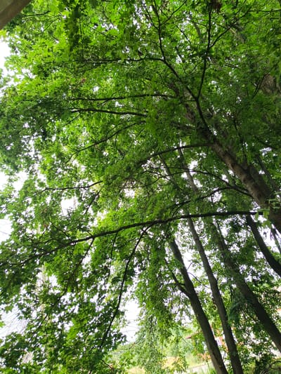 The image shows a canopy of lush green trees, viewed from below, with sunlight filtering through the leaves. The branches are dense and spread out, creating a dappled effect of light and shadow. The trunks of several trees are visible, appearing to be tall and slender. In the background, a small portion of buildings with red roofs can be seen peeking through the foliage, suggesting a semi-urban or suburban setting. The overall impression is one of a peaceful, natural environment within or near a populated area. The location is identified as Ust-Luga, Russia.