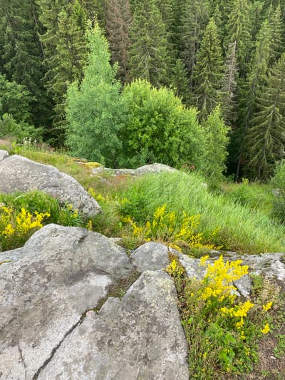 The image depicts a rocky outcrop with sparse vegetation and a dense forest in the background. Large, grey boulders are scattered across the foreground, some covered with moss and lichen. Patches of bright yellow wildflowers, likely Galium verum (Lady's Bedstraw), bloom amongst the grass and rocks. The grass is tall and green, giving a wild, untamed appearance to the area. Behind the rocky slope, a lush green forest of pine and deciduous trees stretches towards the horizon. The lighting suggests it is daytime, with the sun casting dappled shadows. There are no people or any man-made objects visible in the scene. The environment appears to be a natural landscape, possibly a hillside or mountain slope. The image is a landscape photograph taken from a slightly elevated perspective, looking down onto the scene.