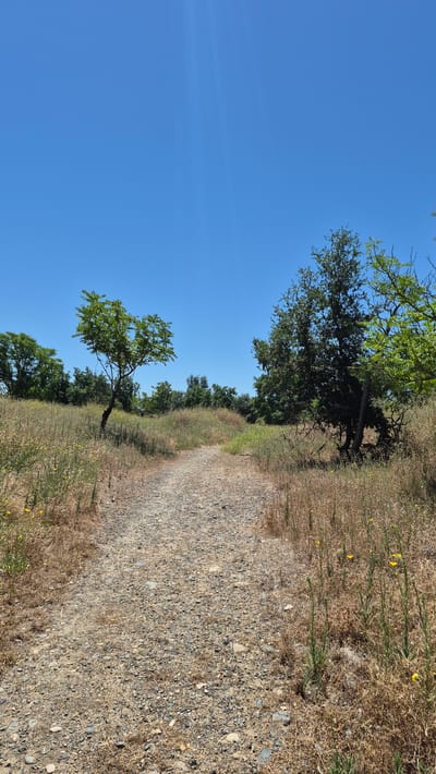 A dirt path winds through a dry, grassy field under a clear blue sky. Sparse trees with green foliage are scattered across the landscape, with one particularly noticeable tree to the left of the path. The dry grass suggests a warm, possibly summer, climate. The scene is devoid of any people or animals. The location is in Rancho Cordova, California, United States.
