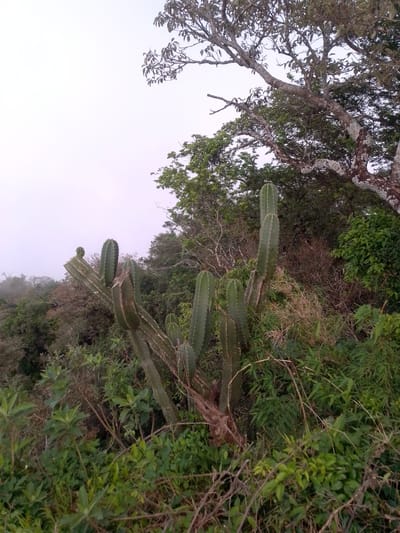 This image captures a dense, natural landscape in Villarrica, Paraguay, dominated by a cluster of tall, green columnar cacti in the foreground. Several cactus stems, some appearing to branch, rise vertically, displaying distinct ribs and small bumps (areoles). One cactus on the left has a smaller, spherical growth at its top, suggesting new growth or a healed cut.

The base of the cacti is surrounded by a rich undergrowth of various green leafy plants, shrubs, and some dry, reddish-brown grasses and tangled vines. Beyond this foreground vegetation, the mid-ground and background are filled with dense green foliage and numerous trees, creating a lush, wild environment. To the upper right, a large tree with a thick, gnarled trunk and branches, partially covered in what appears to be lichen or moss, stands out against the sky.

The sky itself is a soft, light gray or white, indicating either an overcast day or the diffused light of early morning or late afternoon. A noticeable mist or haze blankets the distant background, suggesting fog or low clouds, which contributes to the soft lighting and a serene atmosphere. There is no human activity or visible text in the scene, which conveys a sense of untouched natural beauty typical of the region.