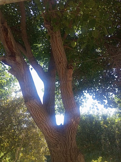 The image, taken from a low angle, shows the thick, gnarled trunk of a large tree, its bark a textured brown. The trunk splits into several thick branches that extend upwards and outwards, reaching towards a bright, sunlit sky. Lush green leaves, interspersed with some that appear to be tinged with yellow and brown, form a dense canopy above. Sunlight filters through the leaves, creating dappled patterns of light and shadow. In the background, more foliage and trees are visible, suggesting an outdoor, possibly park-like or garden setting within the city of Tahmach, Uzbekistan. A thin, light-colored rope or vine is wrapped around one of the main branches. No people or animals are present in the frame.