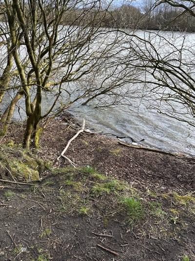 The image shows a muddy bank with sparse grass bordering a body of water. Bare tree branches occupy the left side of the frame, reaching towards the water. Debris, including branches and litter, is scattered along the bank. The water is gray and choppy. The location is likely a shoreline in Dunfermline, United Kingdom, based on the typical landscape features.
