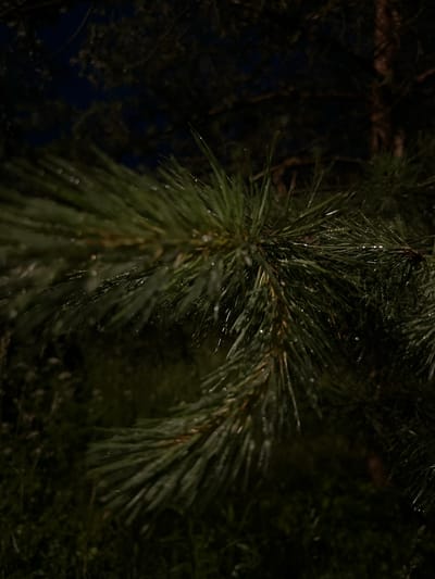 This is a close-up, low-light photograph of pine needles, likely taken at night in Sergeevka, Russia. The needles are a deep green and appear wet, with small droplets of water visible on them, suggesting it might have recently rained or there is dew. The background is very dark, with hints of blurred greenery and a dark blueish hue, possibly indicating the night sky or a dark environment. The focus is sharp on the pine needles in the foreground, highlighting their texture and individual strands. There are no people or discernible objects other than the pine branches. The overall mood is subdued and natural, emphasizing the details of the pine needles in a tranquil, dark setting. No text is visible in the image.
