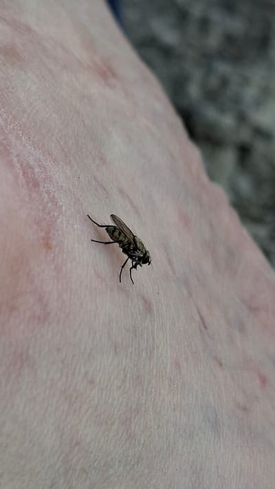 The image shows a close-up of a common housefly on human skin. The skin appears to be light-colored with some visible veins and possibly some light scarring or discoloration. The fly is dark-colored with visible wings and legs. The background is out of focus and appears to be a textured surface, possibly fabric or ground. There are no recognizable landmarks or features that would indicate a specific location within the city of Enns, Austria. The scene is a still image of an insect on skin.