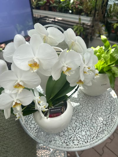 This image, taken in Fritzlar, Germany, features a close-up view of several white Phalaenopsis orchids with yellow centers. The orchids are arranged in a white ceramic pot. To the right of the orchids, a vibrant green fern is visible, also in a white pot. The scene is set on a decorative white metal table with an intricate, lace-like pattern. In the background, the blurry shapes of other plants and what appears to be a television screen or reflective surface can be seen, suggesting an indoor or semi-outdoor setting, possibly a greenhouse or a conservatory. A small plant tag, partially obscured, reads "Decoram." The lighting suggests it is daytime, with natural light illuminating the scene.