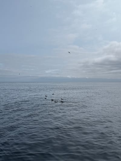 A body of water, likely the sea, is depicted under a cloudy sky. Several dark-colored birds, possibly ducks, are scattered across the surface of the water in a loose formation. A few birds are visible flying in the sky. The water is calm with gentle ripples. The scene is likely located in Shetland, United Kingdom, given the typical overcast weather and coastal environment. There are no people or man-made structures clearly visible in the image. The overall atmosphere is serene and natural.
