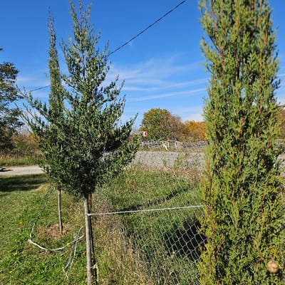 The image displays an outdoor scene in Buriani, Georgia, characterized by natural vegetation and infrastructure under a clear blue sky with faint cirrus clouds. In the foreground, two young evergreen trees are prominent. The left tree, a medium-sized conifer with green foliage and small cones, has its lower trunk secured with white strapping. A similar, smaller tree is partially visible behind it. The right tree, largely cropped, is a slender, taller conifer with dense green needles and a single visible cone on a lower branch. The ground in the immediate foreground consists of green grass interspersed with patches of dry, brown weeds.
A chain-link fence runs horizontally across the mid-ground, positioned between the foreground trees and a paved area. A white line, possibly a rope or cable, is attached to this fence. Beyond the fence, a gray paved surface, consistent with a road or pathway, is visible. Adjacent to this paved area, in the mid-ground to the right, a round red and white sign is discernible. The background features a line of deciduous trees displaying autumn coloration, including shades of green, yellow, and brown. Overhead, thin black utility lines traverse the blue sky. No individuals or active interactions are visible in the scene.