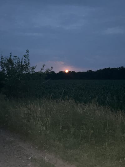 The image shows a rural landscape at dusk. A dirt path runs along the bottom left of the frame, bordered by tall grass and vegetation. In the middle ground, a field of crops, likely corn, stretches across the width of the image. Beyond the field, a dense line of trees forms a dark silhouette against the twilight sky. Partially visible above the trees, near the center of the horizon, is a bright, orange-hued full moon, peeking through a thin layer of clouds. The sky is a deep blue, with scattered, wispy clouds. The overall atmosphere is serene and tranquil, suggesting a peaceful evening in the Ukrainian countryside.