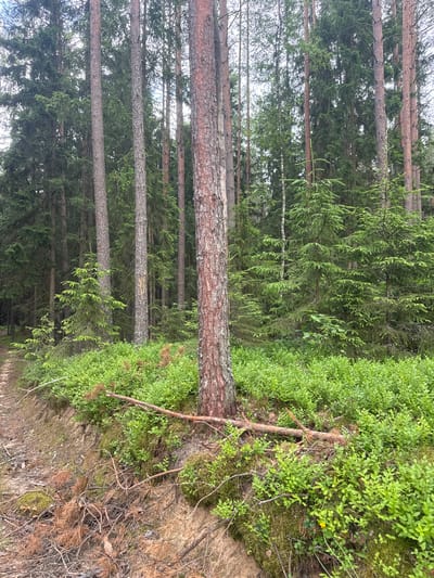 This is a vertical, eye-level, outdoor, daytime shot of a forest floor and tree trunks in Бярэзінскі сельскі Савет, Belarus. The foreground is dominated by the textured bark of a large tree trunk that runs horizontally across the image. To the right of the trunk, the ground is covered in lush, green undergrowth, likely blueberry bushes, with some moss and exposed soil. A small yellow flower is visible amongst the greenery. Further back, the scene transitions into a dense forest of tall, slender pine trees with their trunks creating a pattern of vertical lines. The overall impression is one of a natural, serene forest environment. The lighting suggests a bright, overcast day. No people, animals, or specific events are depicted, only the quiet stillness of the forest. There is no visible text in the image.