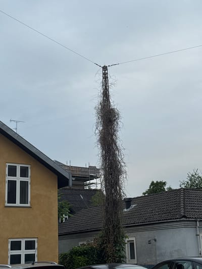 This image depicts an outdoor scene in Frederiksberg, Denmark. A tall, slender metal tower, possibly a utility pole or part of an antenna structure, is heavily overgrown with dark, tangled vines. The tower is positioned against a cloudy, pale sky. In the foreground, the left side of a yellow house with white-framed windows is visible. To the right of the yellow house, a grey tiled roof of another building is seen, with scaffolding structures and construction materials on top of it, suggesting ongoing renovation or building work. Further to the right, another grey building with a tiled roof and windows is partially visible. The lower portion of the image shows parts of car roofs. The overall impression is a somewhat overgrown urban landscape with elements of both residential buildings and utility infrastructure.