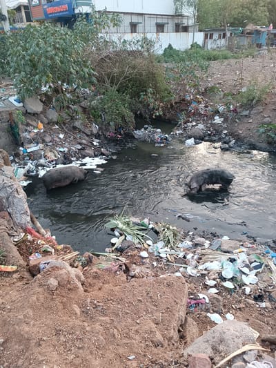 The image displays an open urban drainage channel or small stream within Anantapur, India. Two dark-skinned pigs are present in the turbid, dark-grey water. A larger pig is partially submerged on the left side of the frame, while a smaller pig is positioned on the right, with its snout immersed as if foraging or drinking.

The banks of the channel consist of reddish-brown earth and rocks, both extensively covered with varied refuse. This debris includes numerous plastic bags, bottles, discarded white disposable plates, wrappers, and other unidentified household and industrial waste. Sparse green and dry vegetation, including shrubs and plant trimmings, grows among the litter on the banks.

In the background, on the left, a multi-story building with a blue sign reading "HORMANN Doors for Home and Industry" is visible through dense green foliage. The background on the right reveals additional urban structures, including whitewashed walls and elements of corrugated metal sheeting, indicating a mixed residential and commercial area. The sky is uniformly bright. No human figures are present.