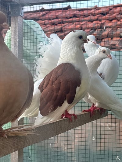 The image shows a group of pigeons inside a cage in Kukorevo, Bulgaria. There are at least four pigeons visible. Two are predominantly white, with one having a patch of brown feathers on its wing. The other two pigeons, located lower in the frame, are tan. The pigeons are perched on a wooden beam inside the cage. The cage is made of wire mesh and wooden supports. The background shows a red tiled roof and a green sheet visible through the mesh.