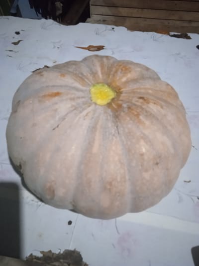 A large, light-colored pumpkin is centered on a white surface with a subtle floral pattern. The pumpkin has distinct vertical ridges and a bright yellow stem or blossom remnant at its apex. The surface appears to be a tablecloth or similar material, and there are some scattered brown leaves and debris on it, as well as a dark shadow on the left side. In the background, out of focus, are wooden planks. The scene is indoors, likely in a rustic setting, potentially Meunasahblang, Indonesia, given the context. There are no people present.