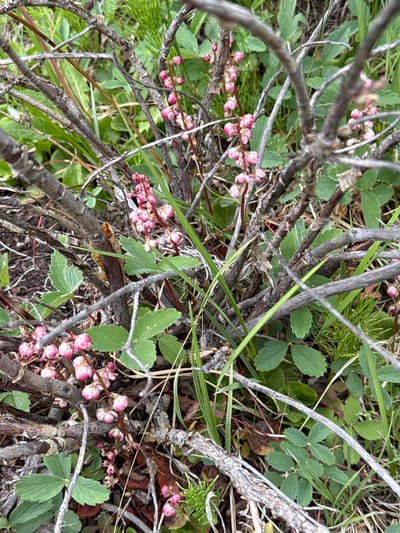 The image captures a close-up view of a plant with small, pink, bell-shaped flowers and green leaves. The plant is intertwined with dry, woody branches and interspersed with blades of green grass. The focus is on the delicate blossoms, which cluster along the branches. The background is a blur of green foliage and dry organic matter, suggesting a natural setting. The lighting is diffused, indicating an overcast day or shaded location. The scene appears to be in a wild, outdoor environment, possibly a forest floor or meadow. There are no people, text, or specific activities depicted. The overall impression is one of natural beauty and the subtle details of plant life. The location is identified as Saint Elmo, United States.