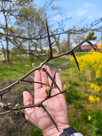 The image shows a branch of a Honey Locust tree held in front of a blurred background consisting of a yellow flowering field and a blue sky with some light clouds. The tree branch has several sharp thorns and nascent green leaves budding. A human hand is holding the branch. A black smartwatch with a white checkered band is visible on the wrist. The location is Akhtanizovskaya, Russia.