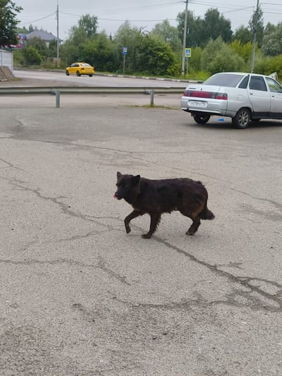 A dark brown, medium-sized dog with a shaggy coat is walking across a cracked asphalt surface. The dog is facing to the right, with its tongue slightly sticking out. In the background, a silver sedan with a license plate that reads "X018PA 790" is parked on the asphalt. Further in the background, a yellow taxi is visible driving on a road, and a bus stop sign is present. The environment appears to be a roadside area, possibly in the city of Syr'evo, Russia, with trees and buildings visible in the distance under an overcast sky.