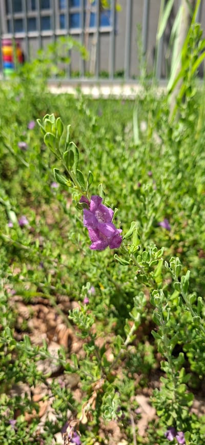 An extreme close-up shot focuses on a small, purple flower blooming from a vibrant green shrub in an outdoor, urban setting. The flower is in the center-right of the frame, with its petals unfurling to reveal delicate white markings. The shrub features numerous small, tightly packed, oval-shaped leaves. In the background, a blurry gray metal fence is visible, with hints of a building and a colorful object, possibly a child's toy, behind it. The ground beneath the shrub is a mix of brown soil and small pebbles. The overall lighting suggests a bright, sunny day.