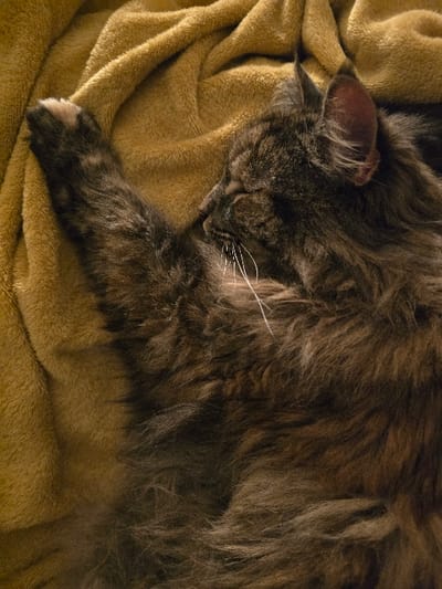 A long-haired cat, primarily dark brown and black with tabby markings, lies asleep on its right side. Its eyes are closed, and several white whiskers extend from its snout. The cat's right ear is visible and erect. Its left front paw is extended upwards, resting on a mustard yellow, soft-textured blanket that is visibly folded and creased. The scene is located in an unspecified indoor environment within Poole, United Kingdom.