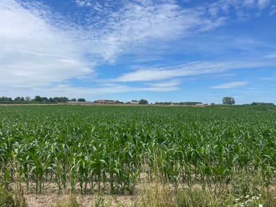 The image depicts a vast, verdant cornfield under a bright blue sky with scattered white clouds. The corn stalks are tall and lush green, stretching towards the horizon. In the background, a line of trees and several buildings, likely farm structures, are visible. The terrain appears to be flat farmland. The photograph was taken on a sunny day, suggesting a temperate climate. The scene is devoid of human presence or any discernible activity. Based on the architectural styles of the buildings and the agricultural landscape, this scene is likely located in a rural area of the province of Limburg, Belgium, possibly in or around the municipality of Diepenbeek, known for its agricultural activities.