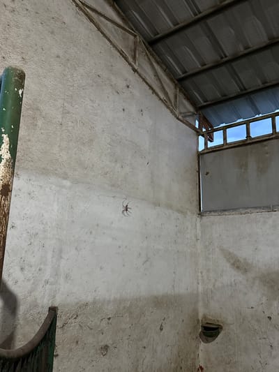 The image displays the interior corner of a weathered structure in El Paraíso, Mexico. A medium-sized, reddish-brown spider is centrally positioned on the textured, off-white wall, clinging vertically. The concrete or stucco walls exhibit visible dirt, grime, and minor cracks. Above, a rusty, exposed metal truss system supports a corrugated metal roof. An opening in the upper right portion of the wall reveals a segment of light blue sky with minimal cloud cover. A vertical, partially green and heavily rusted metal pipe is situated in the left foreground. Near the bottom right corner, a dark, semicircular trough is partially embedded into the wall. No individuals are present in the scene.