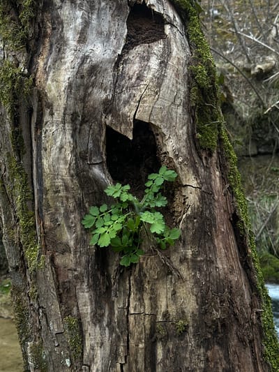 The scene, located within Cajetina Municipality, Serbia, presents a vertical close-up of a decaying tree trunk. The bark is extensively fissured, displaying mottled grey and brown tones, and is partially covered by dense green moss, prominent on the left and right periphery of the trunk. A substantial, irregularly shaped void, dark in its depth, is centered in the upper-mid section of the trunk. Emerging from a lower crevice within this void is a cluster of vibrant green herbaceous foliage, approximately 15 cm in diameter, consisting of multiple lobed leaves on slender stems. The immediate background to the right reveals a body of moving water, characterized by minor surface agitation, indicative of a stream or river. No human subjects, man-made objects, or direct interactions are visible within the frame.