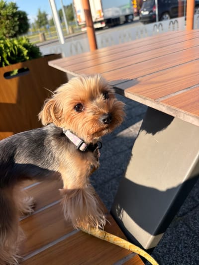 A Yorkshire Terrier with a pink collar and a yellow leash is sitting on a wooden bench next to a wooden table. The dog is facing the camera and looking slightly to the right. In the background, there are trees, buildings, and a truck. The scene appears to be an outdoor seating area, possibly at a fast-food restaurant given the McDonald's arches visible in the background. The lighting suggests it is daytime, with sunlight casting shadows on the ground and the table. The overall environment is urban.