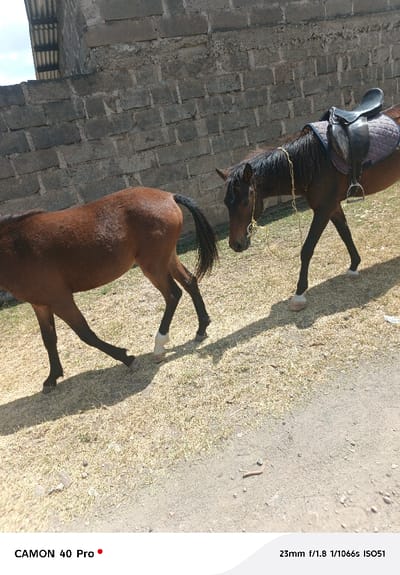 This image, captured in Nakuru East ward, Kenya, depicts two horses in an outdoor setting. No people are visible. In the foreground-midground, a dark brown horse, positioned facing left, is equipped with a black English saddle resting on a grey quilted saddle pad, complete with stirrups. A yellow rope is draped around its neck and bridle area. This horse exhibits white markings on its lower legs, specifically on the front right and rear left. To its immediate left and slightly behind, the hindquarters, black tail, and rear legs of a second, lighter brown horse are visible, also oriented towards the left. This second horse has a white marking on its left hind leg. Both animals appear to be in motion, casting long, distinct shadows on the ground. The ground consists of dry, sparse grass interspersed with areas of bare earth and small pebbles. The background is dominated by a grey concrete block wall, with a section of a corrugated metal roof structure partially visible above the wall on the upper left.