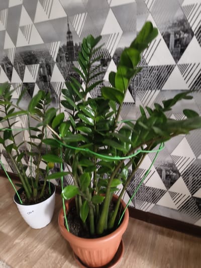 The image depicts an indoor scene with two potted ZZ plants placed on a wooden floor in front of a patterned wallpaper. The wallpaper features a geometric design with triangles and a black and white cityscape. One ZZ plant is in a white pot with the number "1300" written on it, and the other is in a terracotta-colored pot. The plants are green and leafy, with some supported by green stakes and ties. The lighting suggests an indoor setting, likely a home or office. There are no people or animals visible in the image. The location is specified as Гвардейский, Kazakhstan.