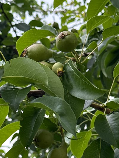 A close-up, vertical shot captures an unripe pear tree branch laden with small, green pears. The pears, varying in size, are nestled amongst lush, deep green leaves. Sunlight filters through the canopy, creating highlights on the leaves and pears, with some water droplets visible on the foliage. The scene is set in the village of Yakshur-Bod'ya, Russia, where the pear tree is growing in its natural environment, surrounded by the soft, diffused light of an overcast or shaded day. The background consists of out-of-focus foliage and sky.