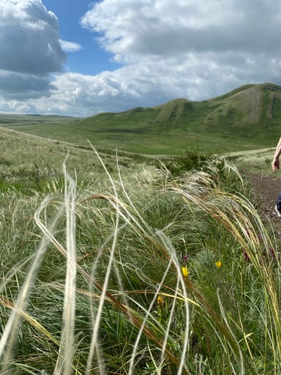 A person's right arm and hand are visible on the right side of the frame, extended downwards. The scene is a natural landscape, likely in Andreevka, Russia, with rolling green hills under a partly cloudy sky. In the foreground, feathery grasses are swaying, with some yellow wildflowers and purple flowers visible amongst the green vegetation. A dirt path is present to the right of the grasses. The overall impression is of a serene outdoor environment.