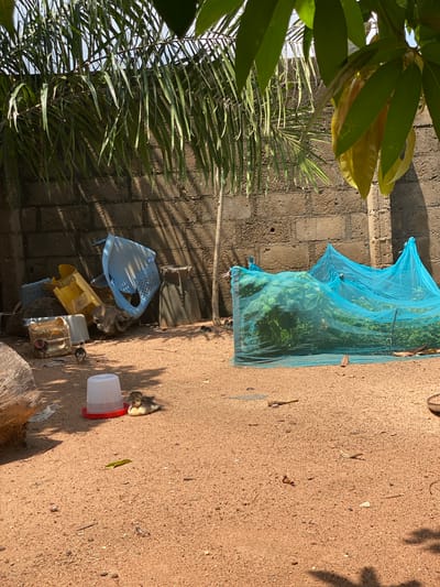 The image depicts an outdoor scene in Daniel, Nigeria, with a sandy ground and a textured brick wall in the background. Overhanging palm fronds and green leaves from a tree partially obscure the sky. In the foreground, a small, light-brown duckling rests near a red and white feeder. Another duckling stands to the left of the feeder. A pile of discarded items, including yellow and blue plastic containers, is situated against the wall. To the right, a blue net covers a patch of green vegetation. The overall impression is one of a utilitarian, perhaps agricultural or residential, outdoor space.