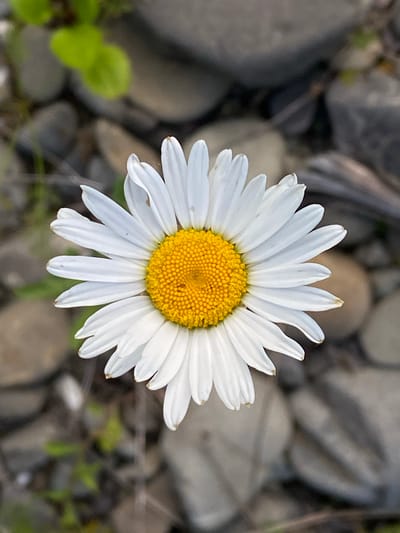 A single white daisy with a yellow center is in sharp focus against a blurred background of gray rocks and green foliage. The daisy is positioned centrally in the frame, with its petals fanned out. The surrounding environment suggests an outdoor setting, possibly a rocky terrain near a body of water or in a natural area. The image does not contain any people or identifiable landmarks that would indicate its specific location within Velykyi Bychkiv, Ukraine.