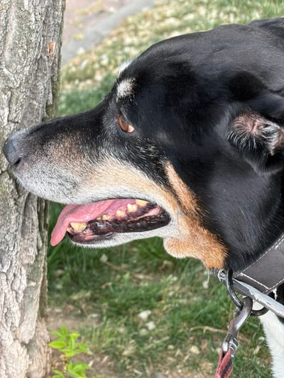 A close-up, low-angle shot shows a dog's head and part of its upper body, positioned against a backdrop of green grass and wood. The dog, with black and tan fur, has its mouth open, exposing its tongue and teeth. It wears a brown leather collar attached to a metal leash. The location is somewhere in Azuqueca de Henares, Spain.