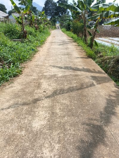 This image depicts a long, narrow concrete path extending into the distance through a rural landscape, situated in Kainantu, Papua New Guinea. The path appears worn, with various textures and shadows cast across its surface, suggesting bright daylight.

On both sides, the path is flanked by dense, lush green vegetation. Numerous banana trees with large, broad leaves are prominent features, especially on the left and right edges of the pathway, mixing with other green foliage and tall grasses. On the far left, parts of simple houses with light-colored roofs are visible amidst the trees, indicating a residential area. To the right of the path, an agricultural field stretches out, characterized by neat rows covered with white plastic sheeting, likely for crop cultivation or protection.

In the far distance, at the vanishing point of the path, two small human figures can be seen walking away from the camera. The clear and bright illumination, along with the distinct shadows, indicates a sunny day, likely mid-morning or late afternoon. The overall scene portrays a tranquil, natural environment with a mix of residential and agricultural activity. There is no visible text in the image.